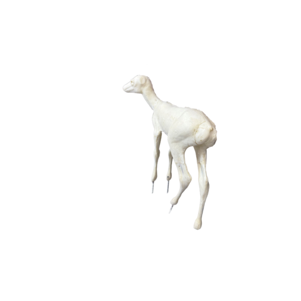 WHITETAIL -DEER-FAWN - LIFE SIZE - STANDING - Image 3