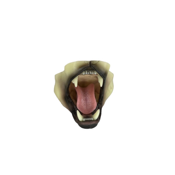BOBCAT - SNARLING POSTION - MOHR