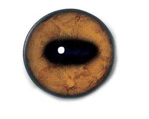 SHEEP EYES - AFE - DARK