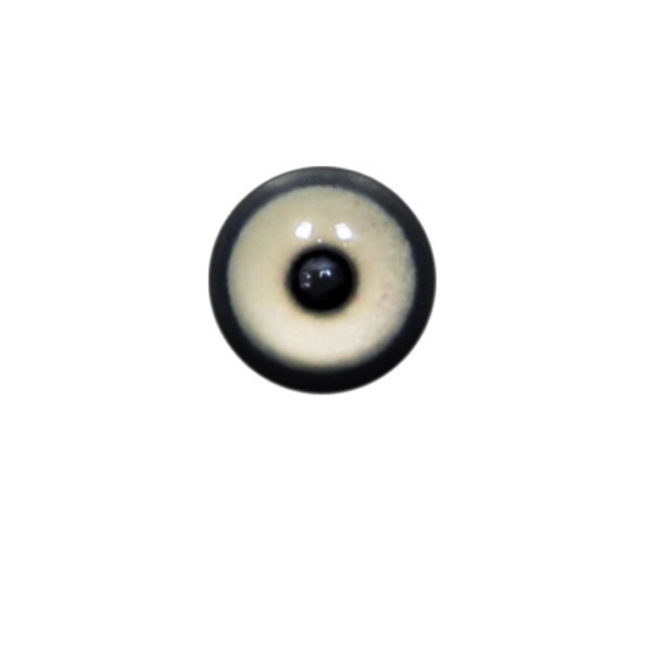 BALD EAGLE EYE ADULT - TAXIDERMY BY