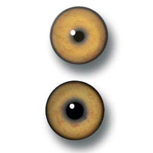 AFE Mountain Lion Eyes - VIENED