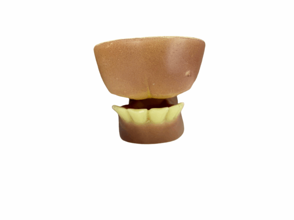 WHITETAIL DEER - HALF JAW - Image 3