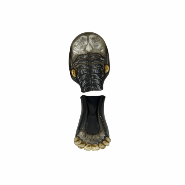 ELK - HALF JAW - LARGE - Image 2