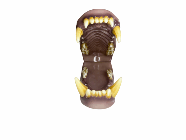 GRIZZLY BEAR - JAW - Image 2