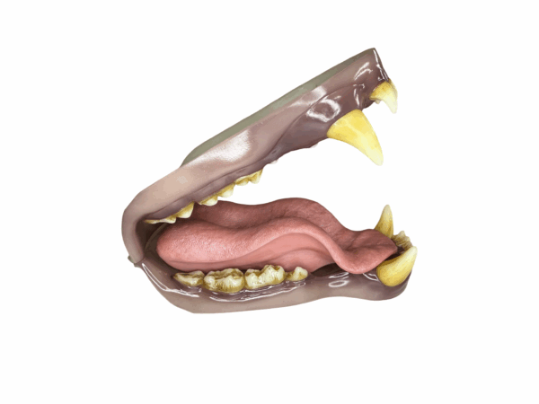 GRIZZLY BEAR - JAW - Image 3