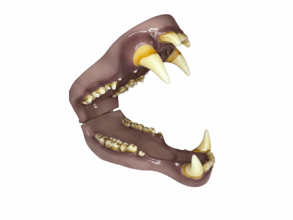 KODIAK BEAR - NATURAL LIFE- JAW SET