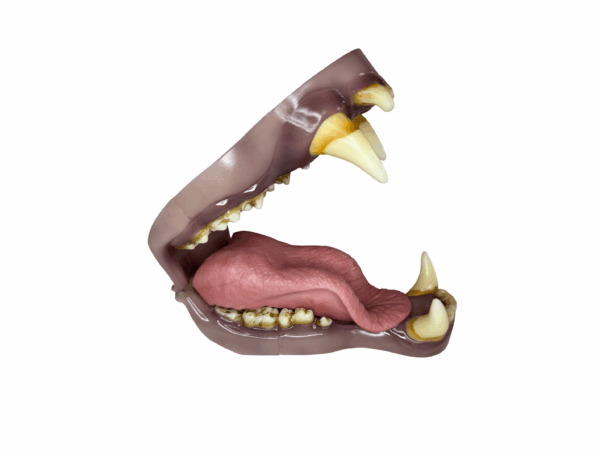 KODIAK BEAR - NATURAL LIFE- JAW SET - Image 2
