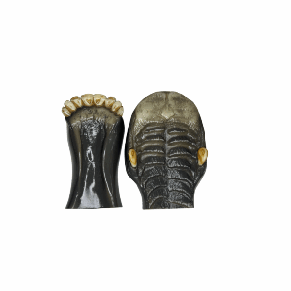 ELK - HALF JAW - LARGE