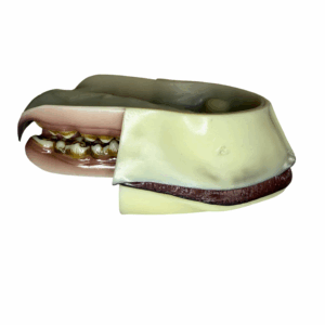 GRIZZLY BEAR - MOUTH RELAXED