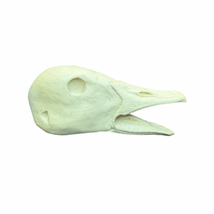 GOOSE WHITEFRONT - OPEN MOUTH