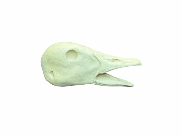 GOOSE WHITEFRONT - OPEN MOUTH