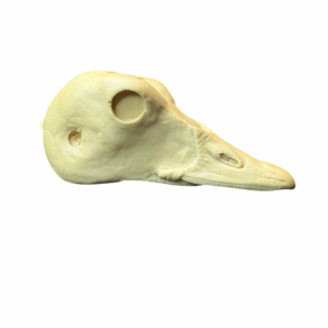 HARLEQUIN HEN