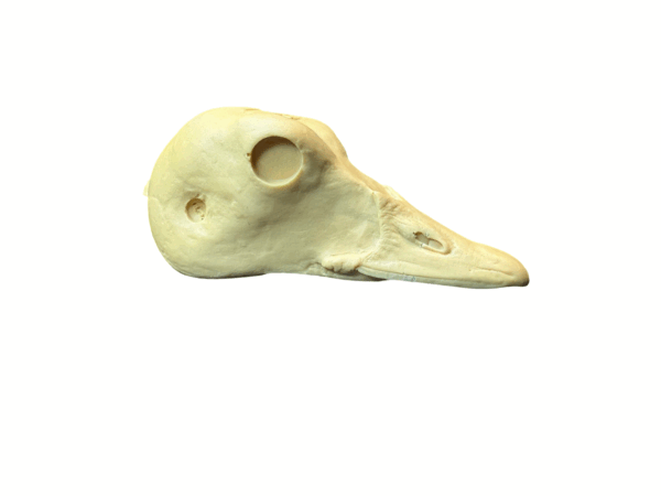 HARLEQUIN HEN